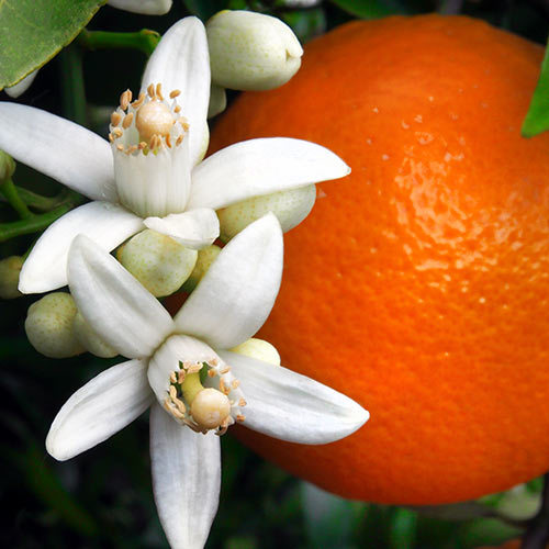 orange blossom